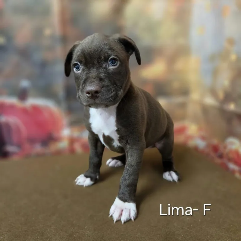 A baby medium-sized female Pit Bull Terrier dog named Lima for adoption in Griswold, CT