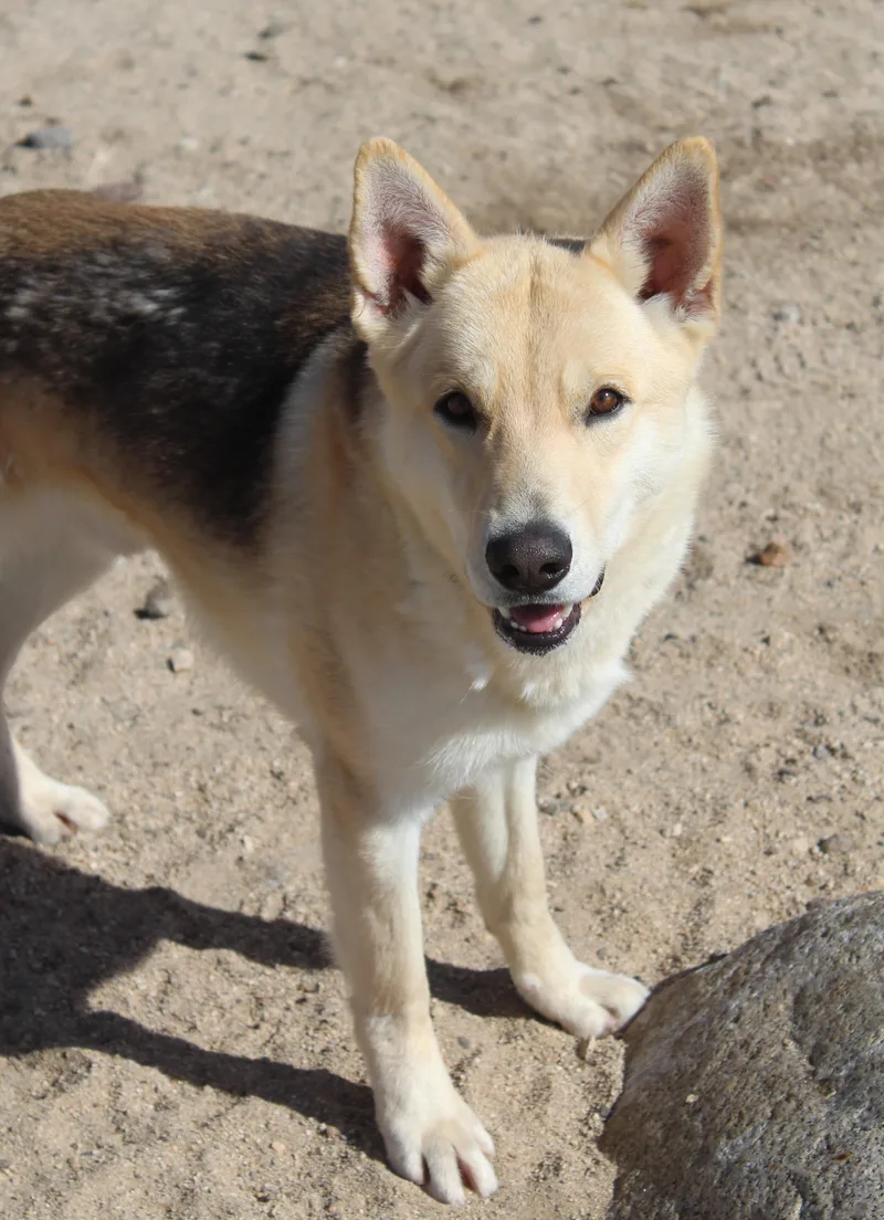 An adult large-sized male Yellow / Tan / Blond / Fawn German Shepherd Dog dog named Mike for adoption in Yucca Valley, CA