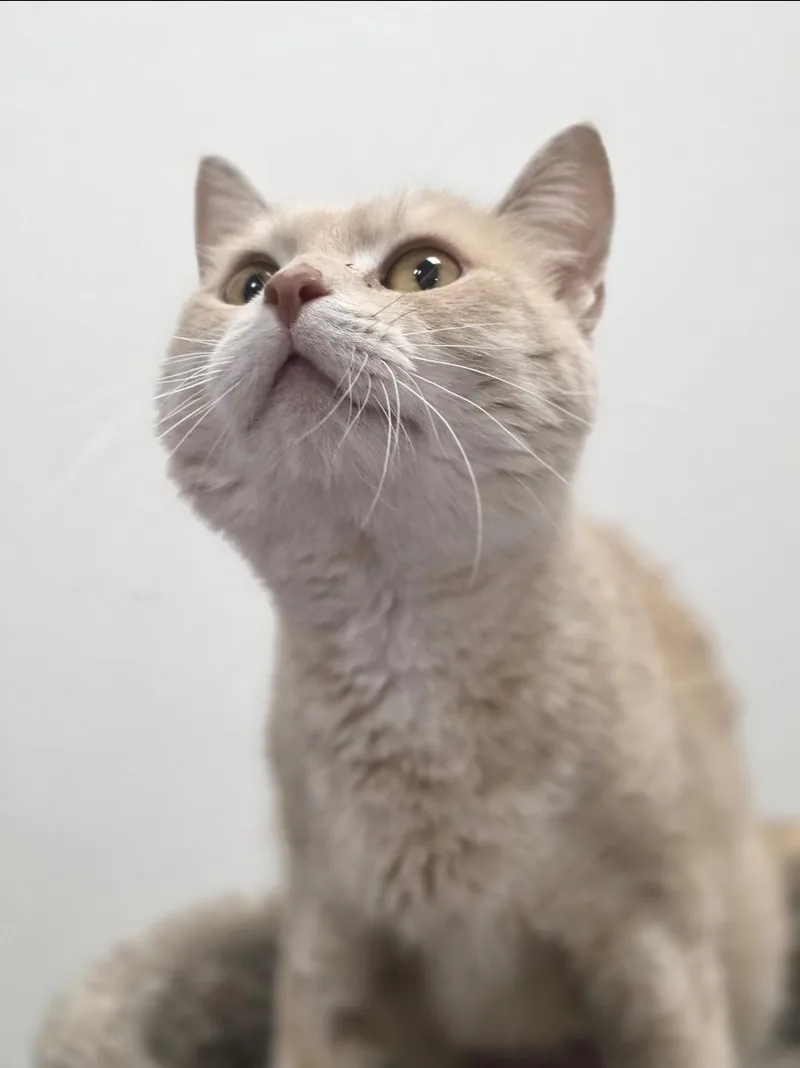 An adult medium-sized female Buff / Tan / Fawn Domestic Short Hair cat named Clementine Meet Me for adoption in Farmington, MN