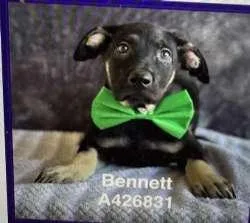 A baby medium-sized male Bicolor Border Collie dog named Bennett  Bacon  for adoption in Sudbury, MA