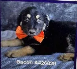 Bennett  Bacon  thumbnail 3