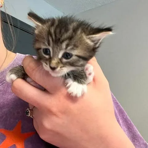 A baby small-sized female Brown / Chocolate Domestic Short Hair cat named Ruby for adoption in Edwardsville, IL