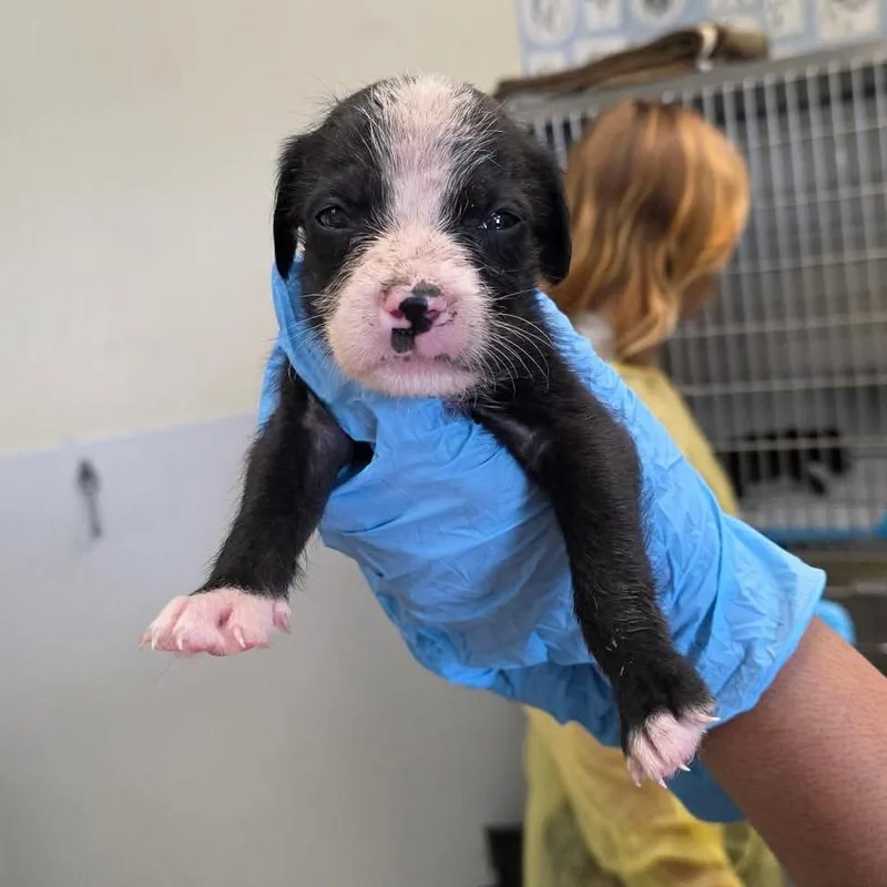 A baby small-sized male Black Pit Bull Terrier dog named Jaguar for adoption in Austin, TX