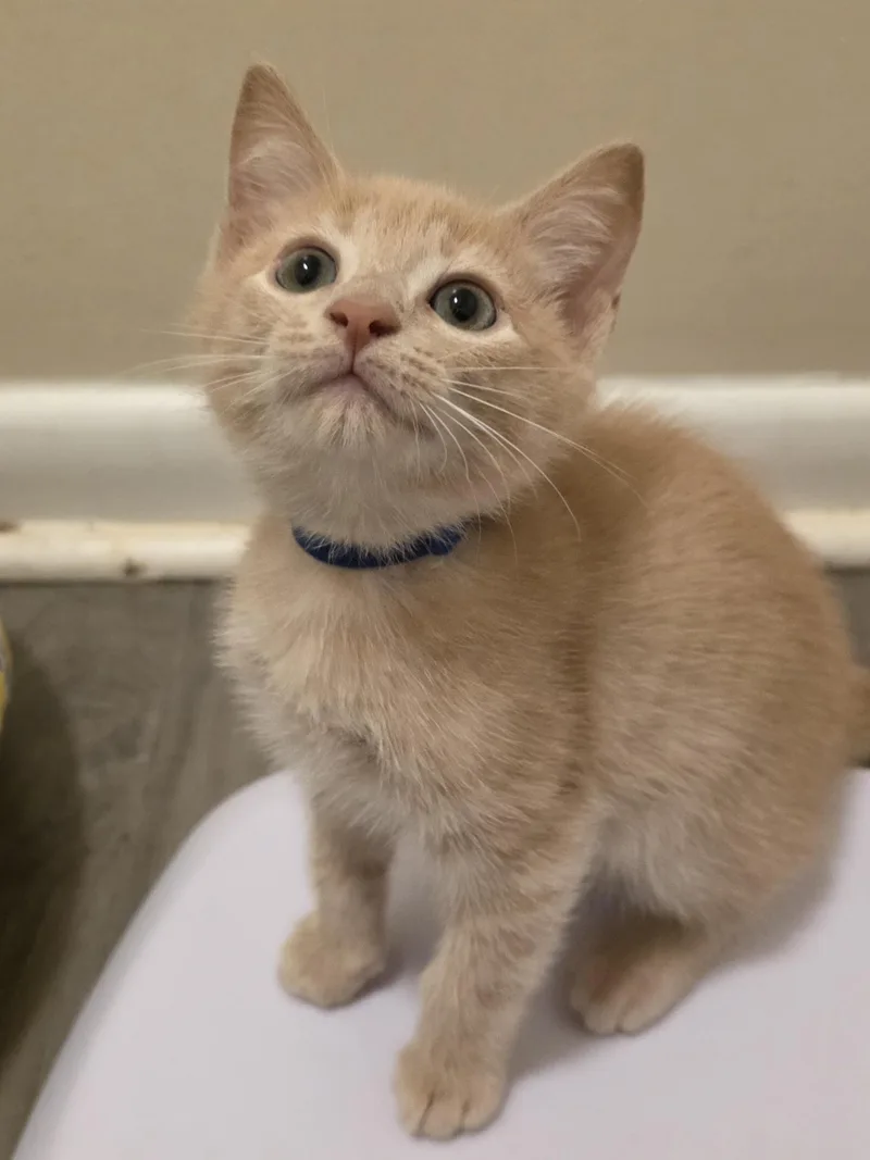 A baby medium-sized male Orange / Red Domestic Short Hair cat named Zyran for adoption in Johnson City, TN