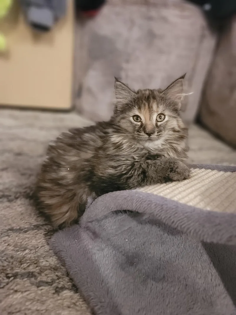 A baby small-sized female Tabby (Brown / Chocolate) Domestic Medium Hair cat named Ivy De Vil for adoption in Fruit Heights, UT