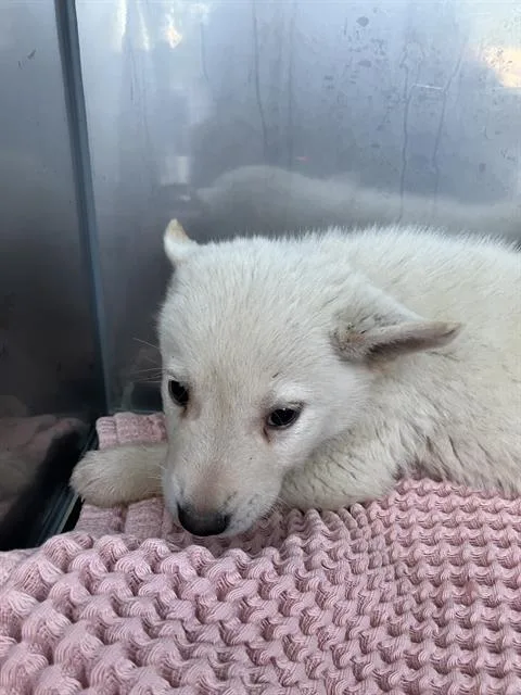 A baby large-sized male Mixed Breed dog named Alvin for adoption in Dallas, TX