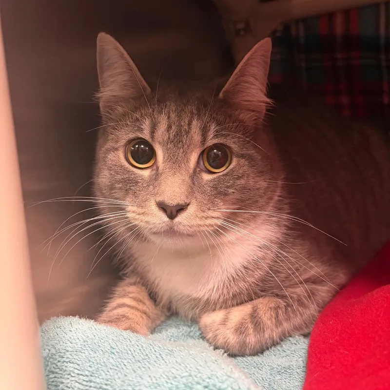 A young small-sized male Gray / Blue / Silver Domestic Short Hair cat named Peter for adoption in Fredericksburg, VA