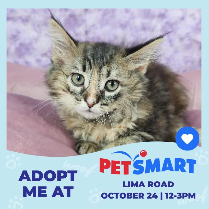 A baby small-sized female Brown / Chocolate Domestic Short Hair cat named Alicorn for adoption in Fort Wayne, IN