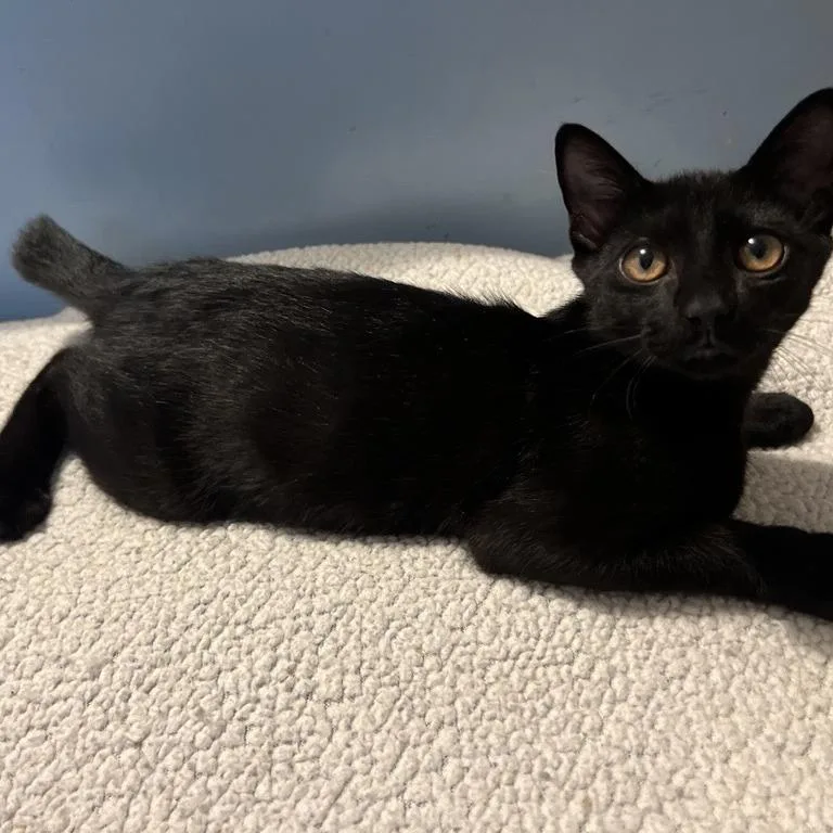 A baby medium-sized male Black American Shorthair cat named Skippy for adoption in Freeport, FL
