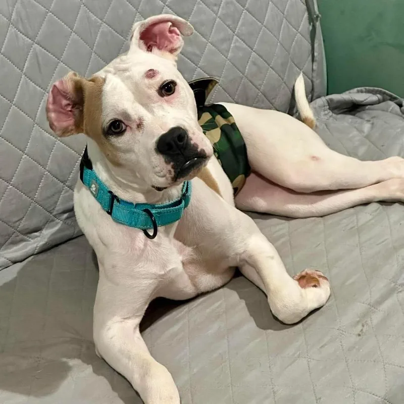 A young medium-sized male White / Cream Pit Bull Terrier dog named Marshall for adoption in Olathe, KS