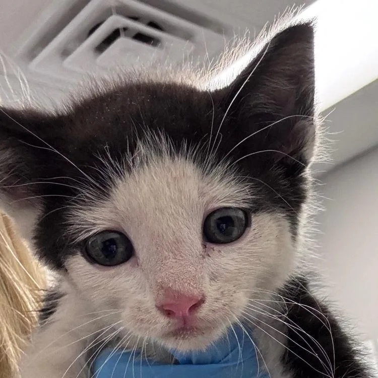 A baby small-sized male Black Domestic Short Hair cat named Ghiradelli for adoption in Greenville, SC
