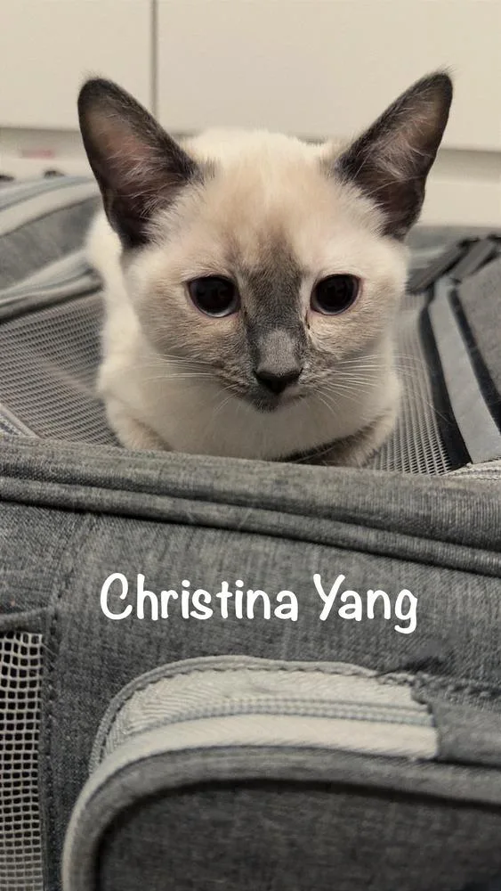 Christina Yang thumbnail 3