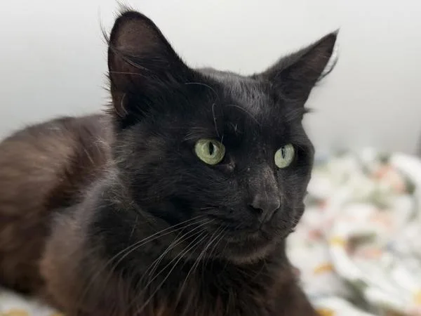 Bebe