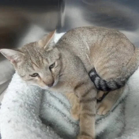 An adult small-sized male Orange / Red Domestic Short Hair cat named Hector for adoption in Casa Grande, AZ