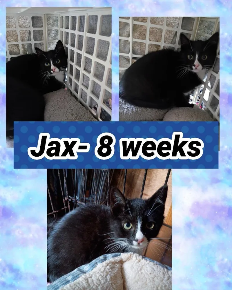 A baby small-sized male Domestic Short Hair cat named Jax for adoption in LIberty, NY