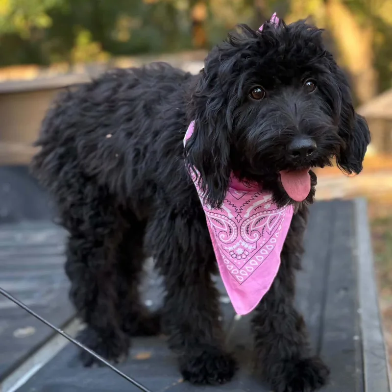 A baby large-sized female Labradoodle dog named Girly Pop for adoption in Fosters, AL