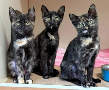 A baby medium-sized female Domestic Short Hair cat named Daisy for adoption in Brewster, MA
