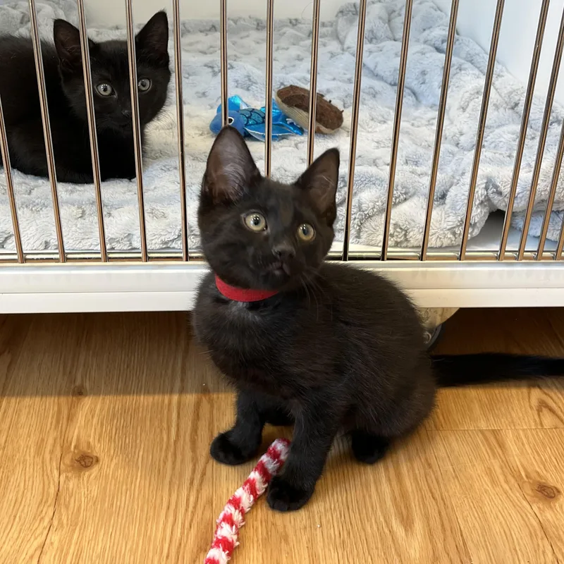 A baby small-sized male Black American Shorthair cat named Lounge for adoption in Hull, MA