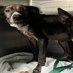 A baby small-sized male Black Mixed Breed dog named Dale for adoption in Naples, FL
