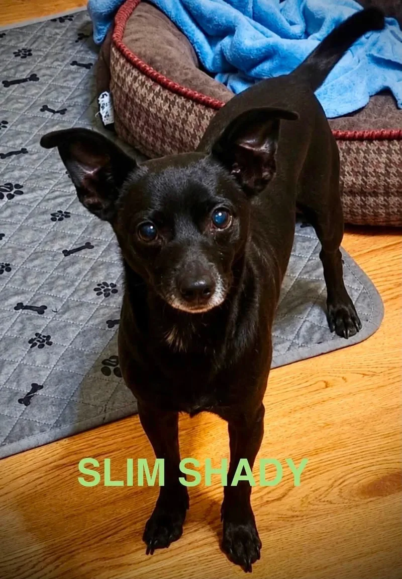 A senior small-sized male Chihuahua dog named Slim Shady for adoption in Saunderstown, RI