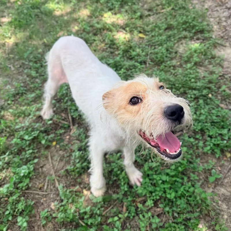 An adult medium-sized female White / Cream Wirehaired Terrier dog named CT Highlights for adoption in Stormville, NY