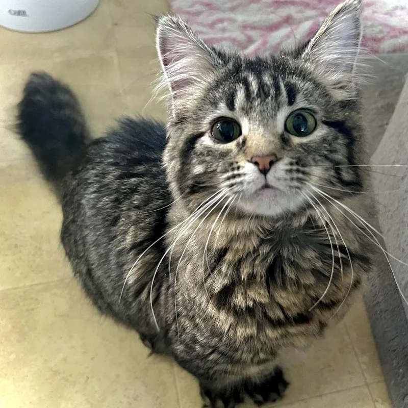 A young medium-sized female Brown / Chocolate Domestic Medium Hair cat named Evelyn for adoption in Inver Grove Heights, MN