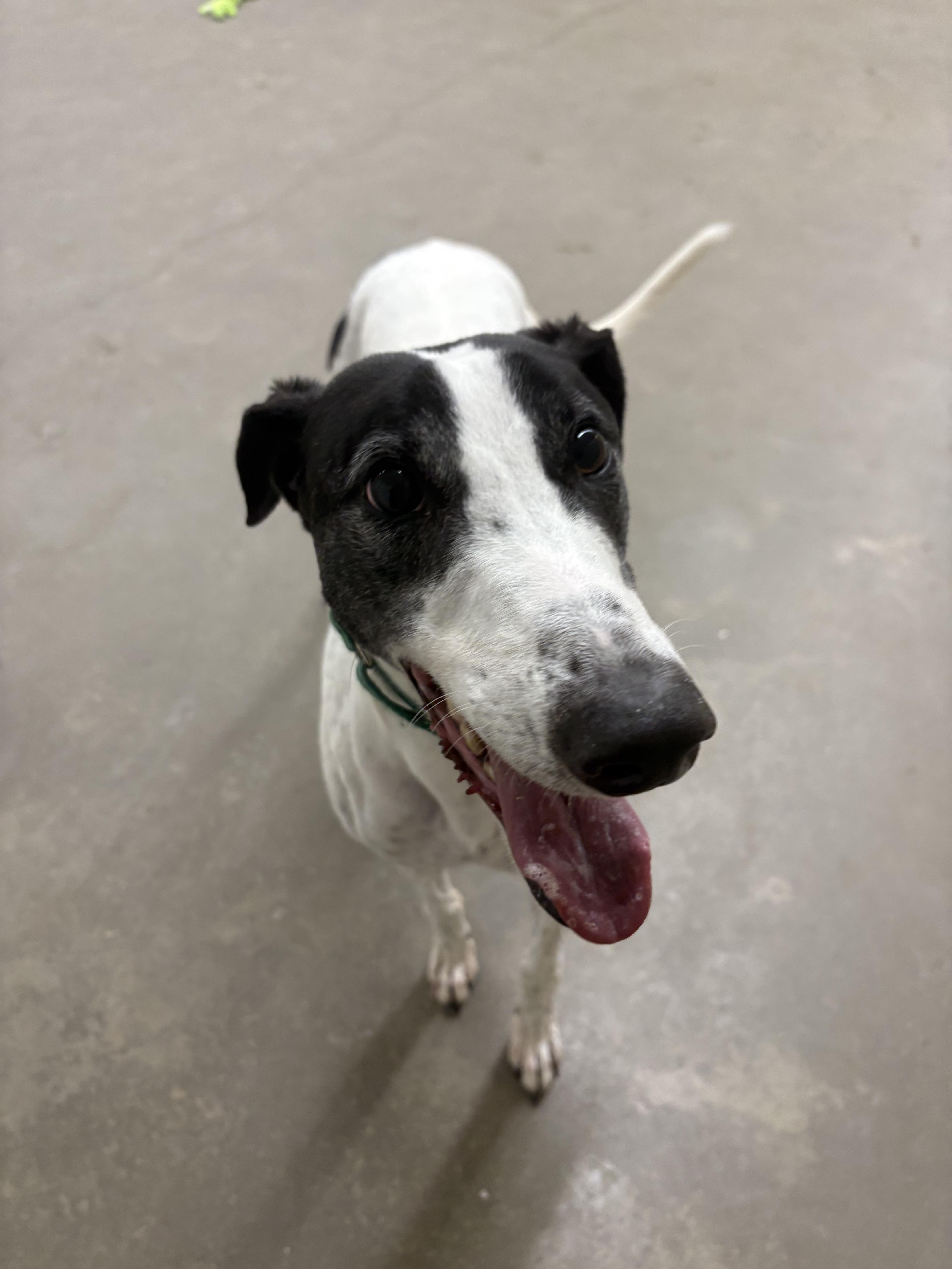 An adult large-sized male White / Cream Greyhound dog named Clyde for adoption in Swanzey, NH