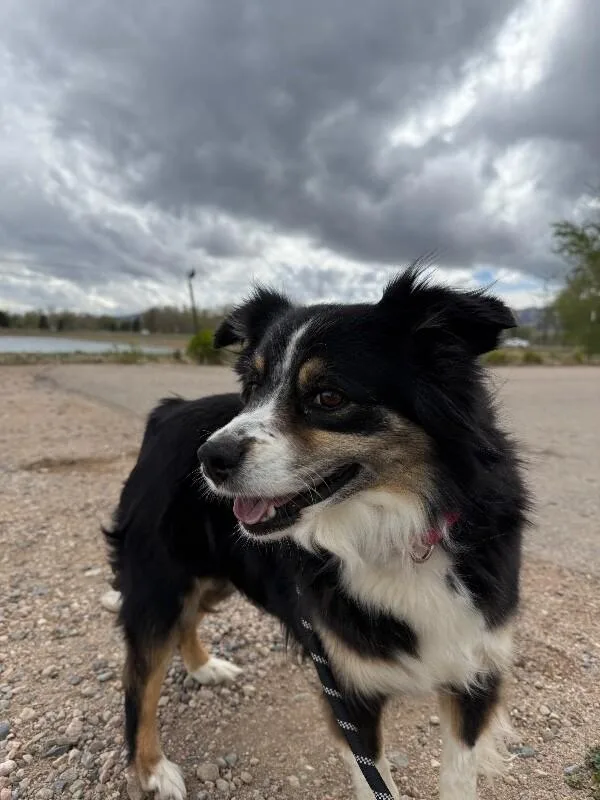 An adult medium-sized female Tricolor (Brown, Black, & White) Shepherd dog named Faith for adoption in Fort Collins, CO