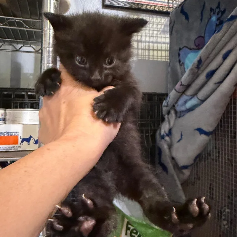 A baby small-sized female Black Domestic Short Hair cat named Whiskertron for adoption in Tustin, CA
