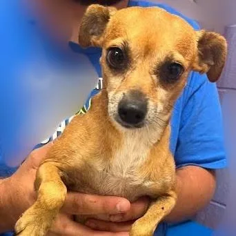 An adult small-sized female Yellow / Tan / Blond / Fawn Chihuahua dog named Barbie for adoption in Calverton, NY