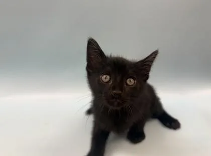 A baby small-sized male Domestic Short Hair cat named Ares for adoption in Woodbury, MN