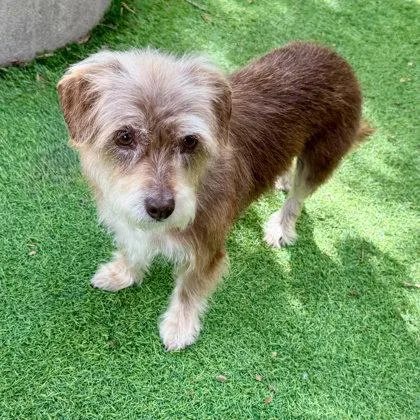 A senior medium-sized female Terrier dog named Richie for adoption in Oakland, CA