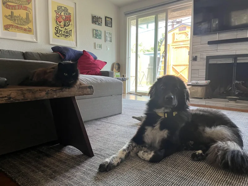 A young large-sized female Newfoundland Dog dog named Fig for adoption in Lakeport, CA