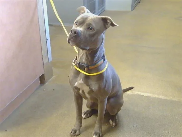 An adult large-sized female Pit Bull Terrier dog named Shiloh for adoption in Sacramento, CA