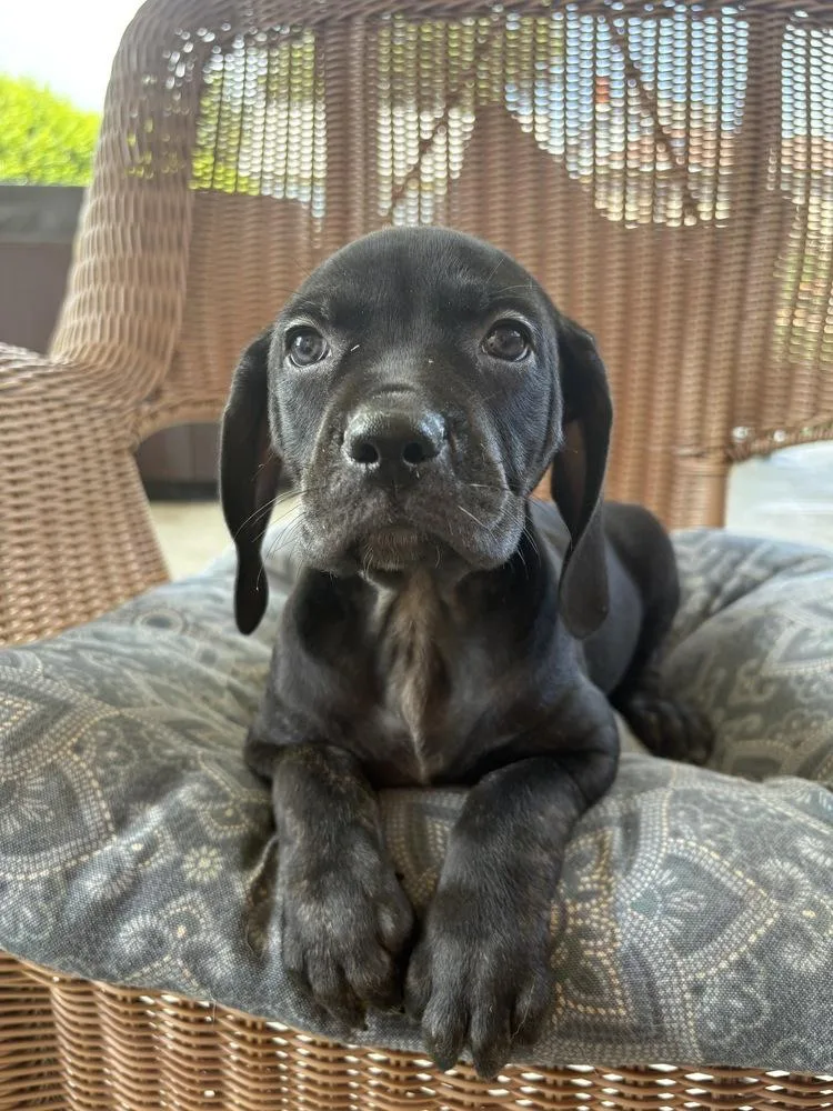 A baby large-sized male Hound dog named Greg for adoption in Irwin, PA