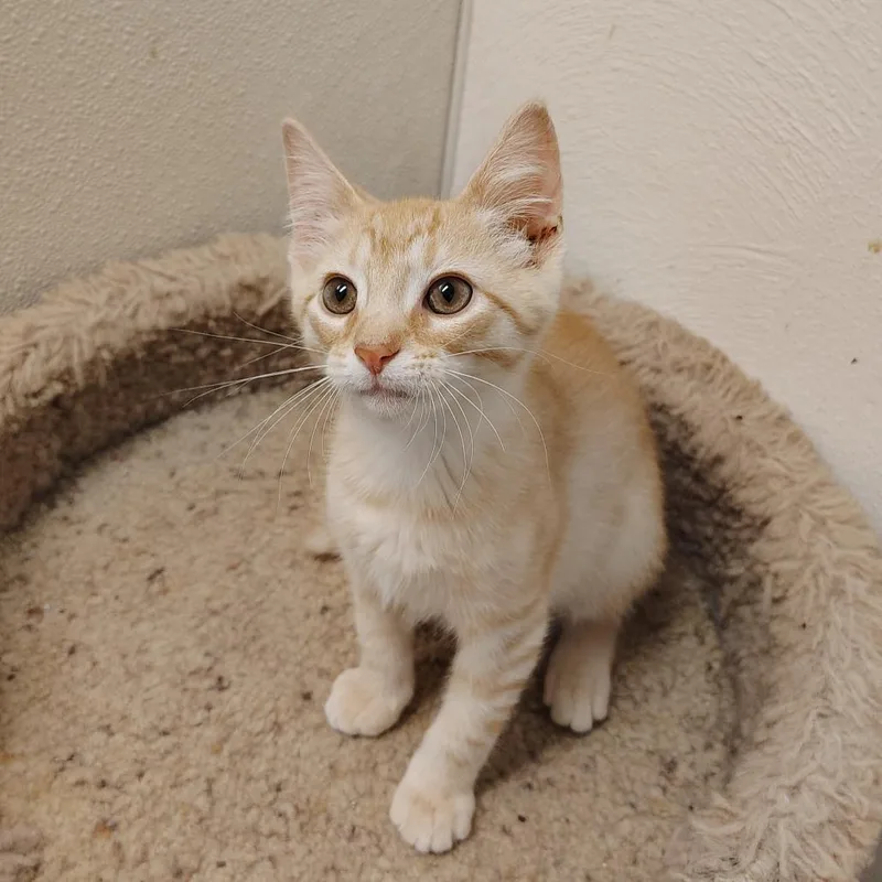 A young small-sized male Orange & White Domestic Short Hair cat named Rangoon for adoption in Indiana, PA