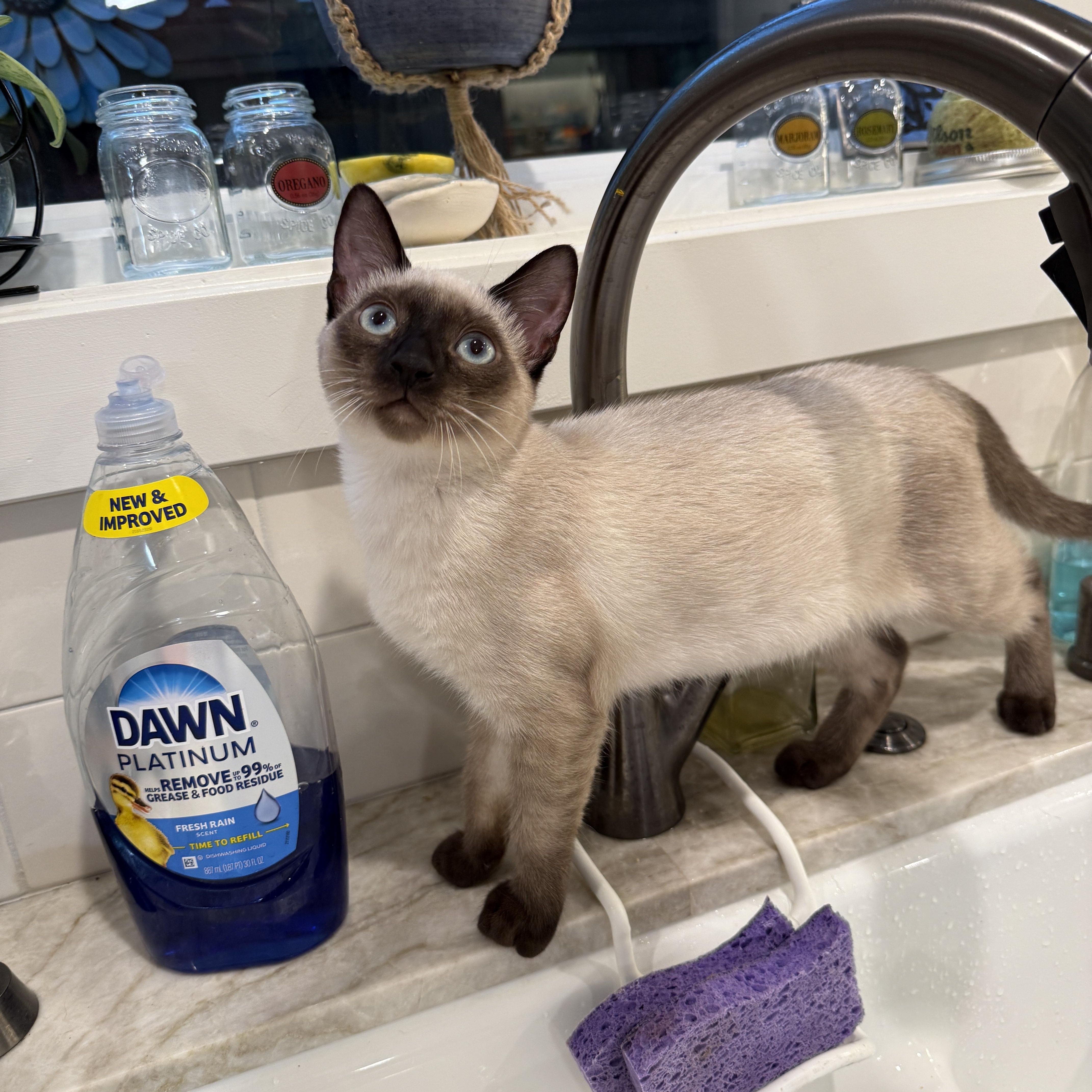 A baby medium-sized female Chocolate Point Domestic Short Hair cat named Sprout for adoption in San Jose, CA