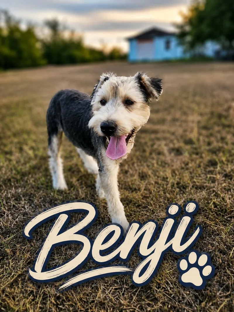 A baby medium-sized male Black Mixed Breed dog named Benji for adoption in New Rochelle, NY