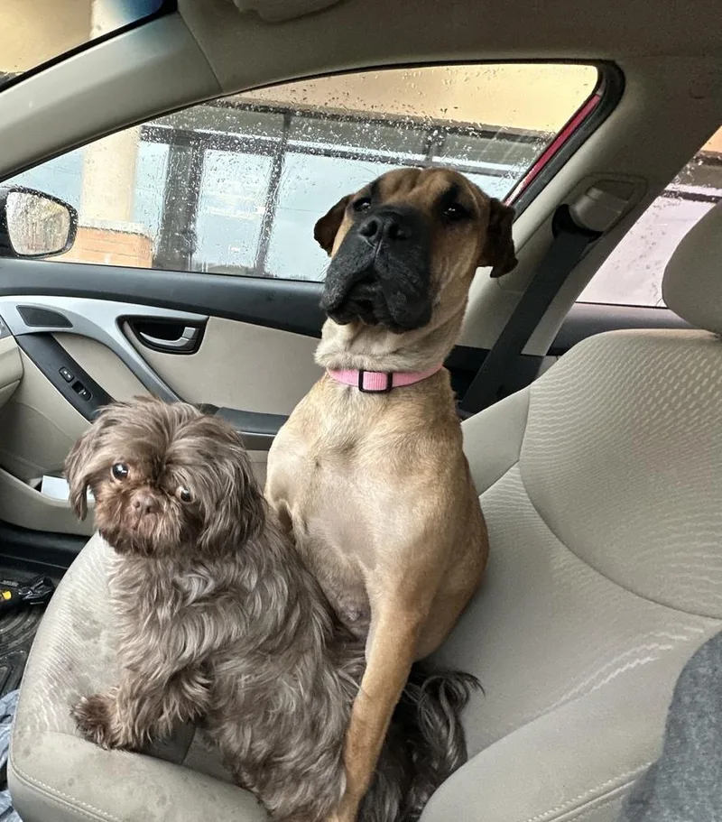 Sweet Pea thumbnail 3