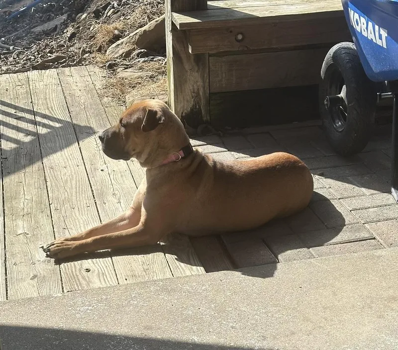 Sweet Pea thumbnail 4