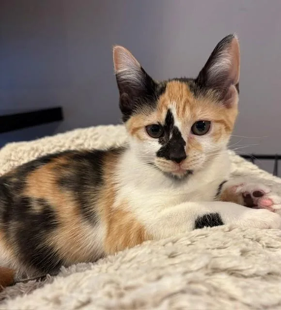 A baby medium-sized female Calico Domestic Short Hair cat named Trini for adoption in Little Falls, NJ
