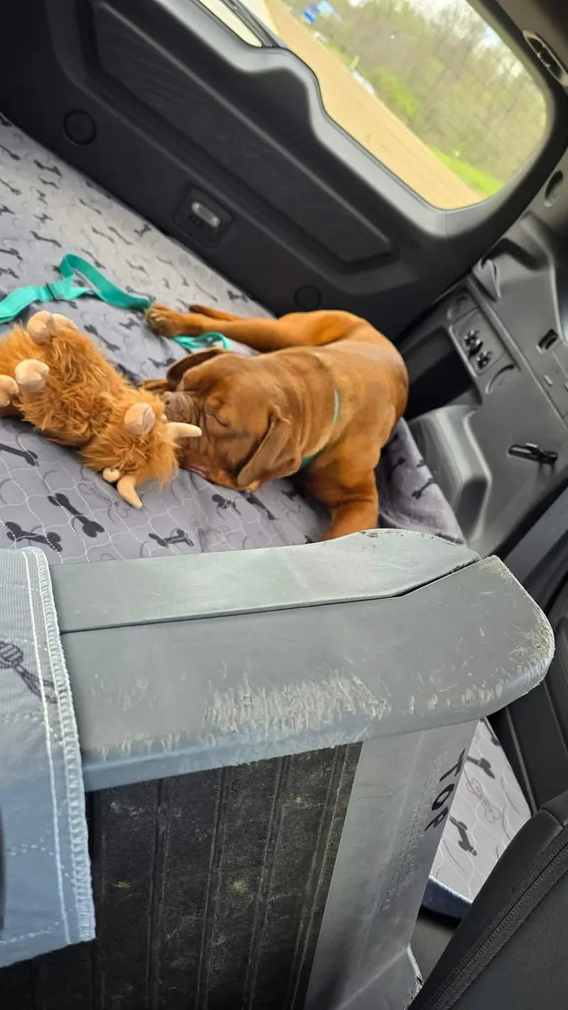 A young extra large-sized female Dogue de Bordeaux dog named Reba for adoption in Chambersburg, PA