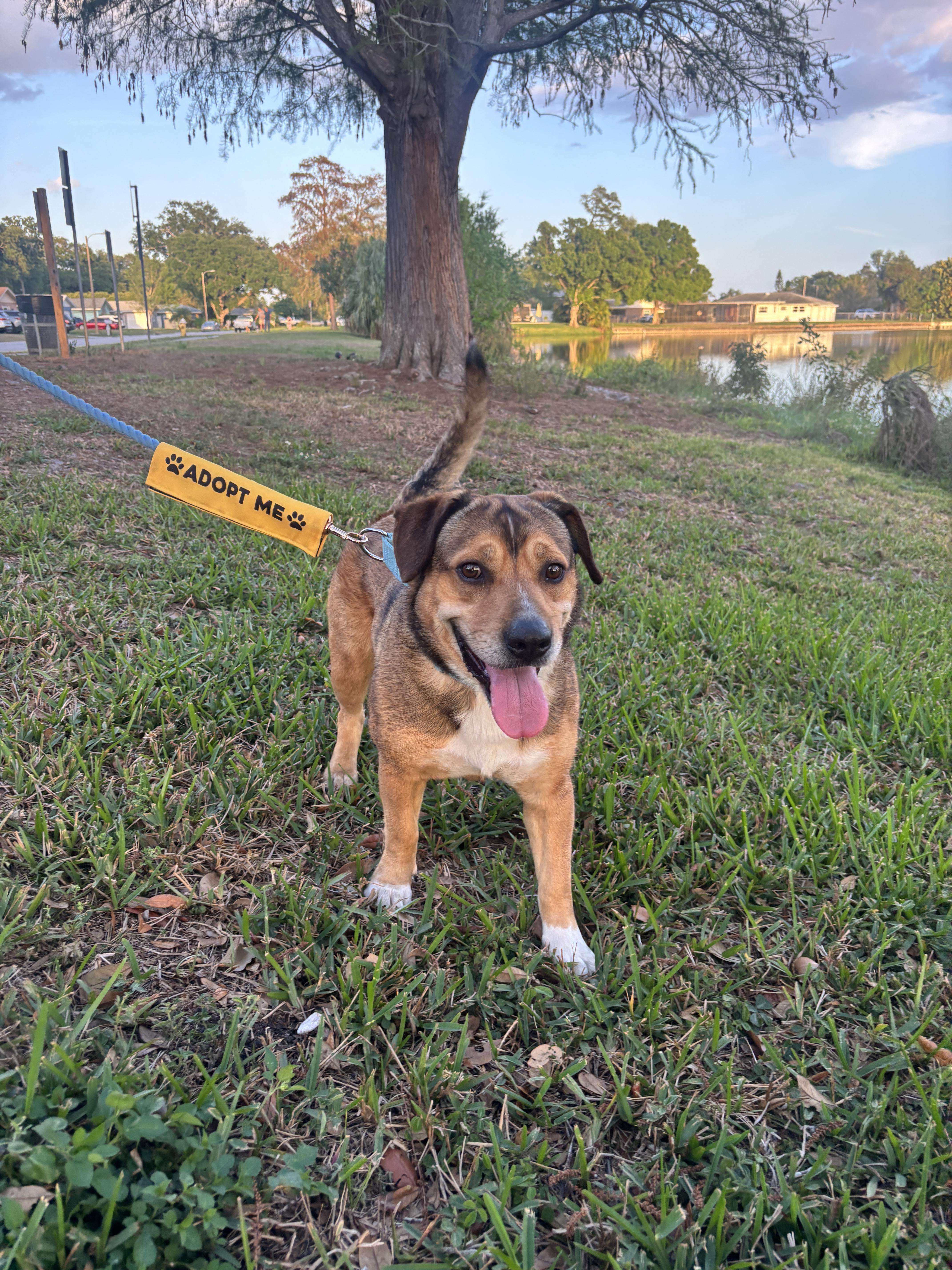 An adult medium-sized male Australian Shepherd dog named Apollo for adoption in tampa, FL