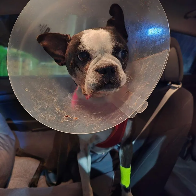 A senior medium-sized female Black Boston Terrier dog named Naomi for adoption in Decatur, AL