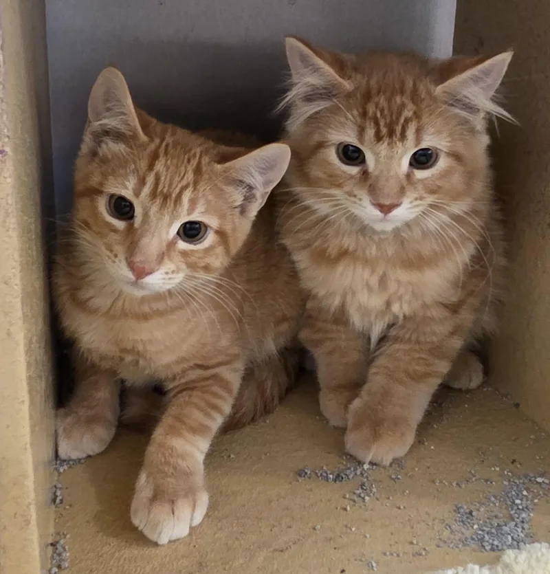 Sparky and Blaze