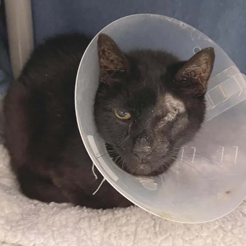 A senior medium-sized male Domestic Short Hair cat named Hoagie for adoption in York, PA