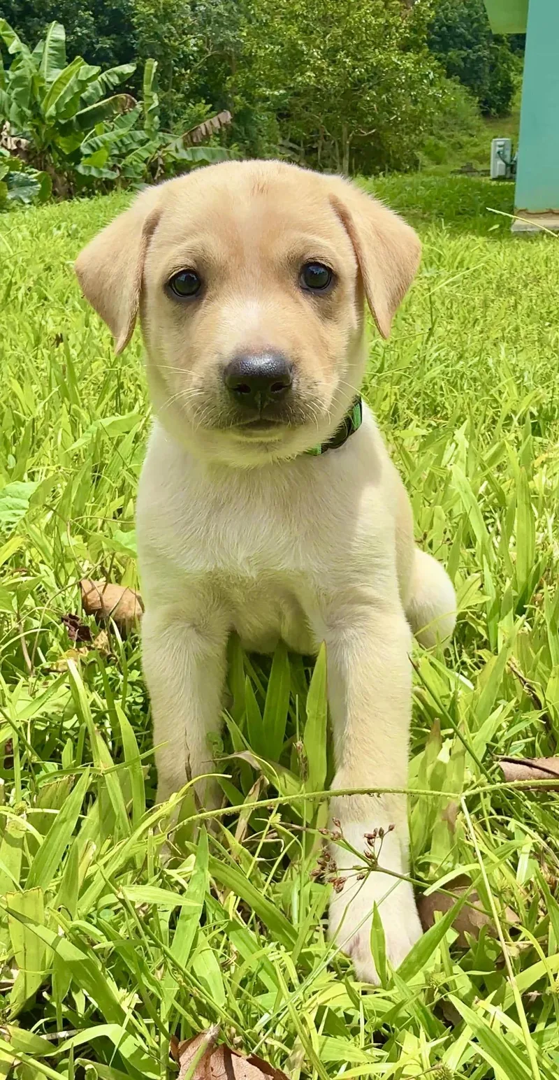 A baby medium-sized male White / Cream Labrador Retriever dog named Max  Smiley  for adoption in Isabela, PR