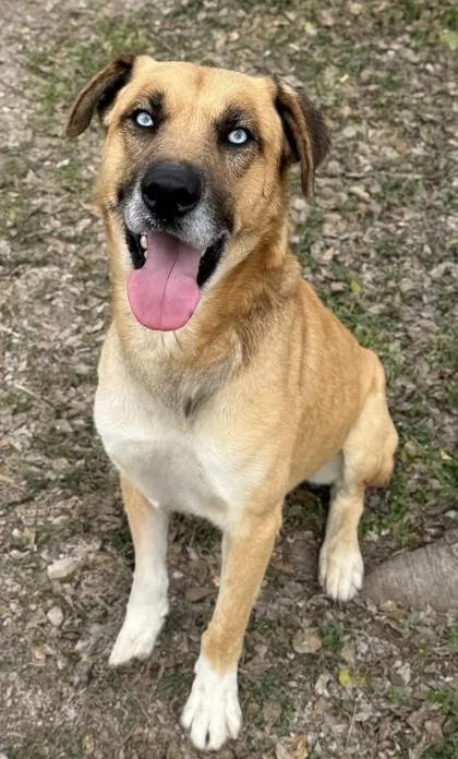 An adult large-sized male Shepherd dog named Tank for adoption in San Antonio, TX