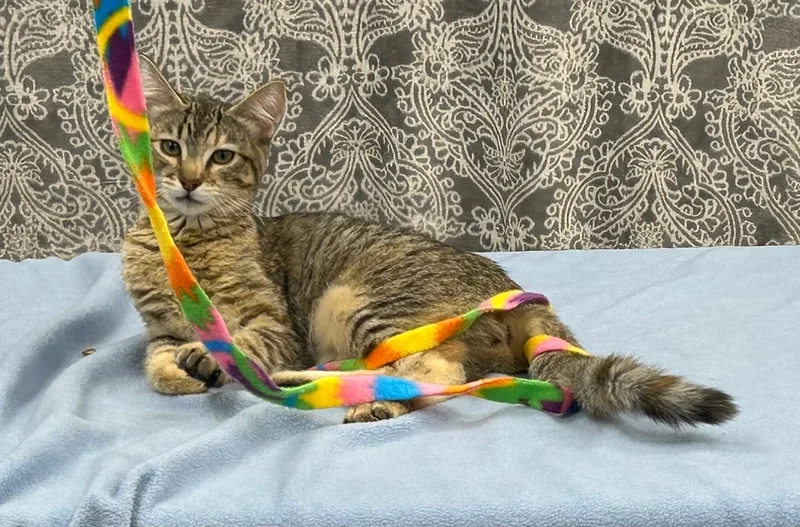 Nancy Drew thumbnail 3