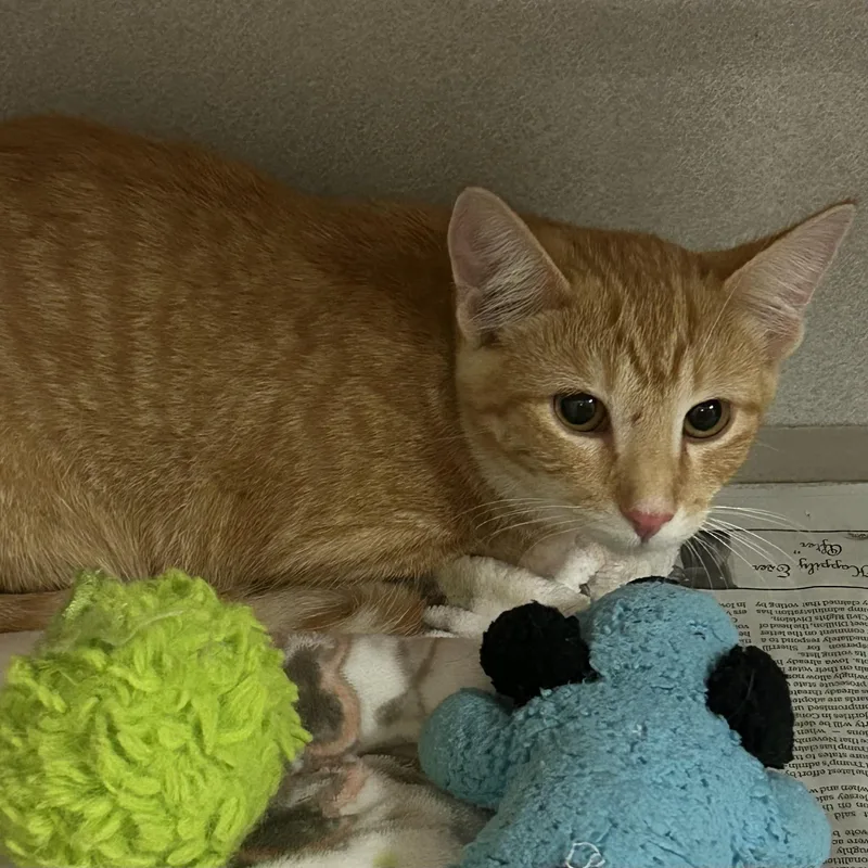 A young medium-sized female Orange & White Domestic Short Hair cat named Stiletto for adoption in Mason City, IA